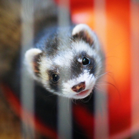 Sweden Suspends Mink Fur Farming to Stop Spread of COVID-19
