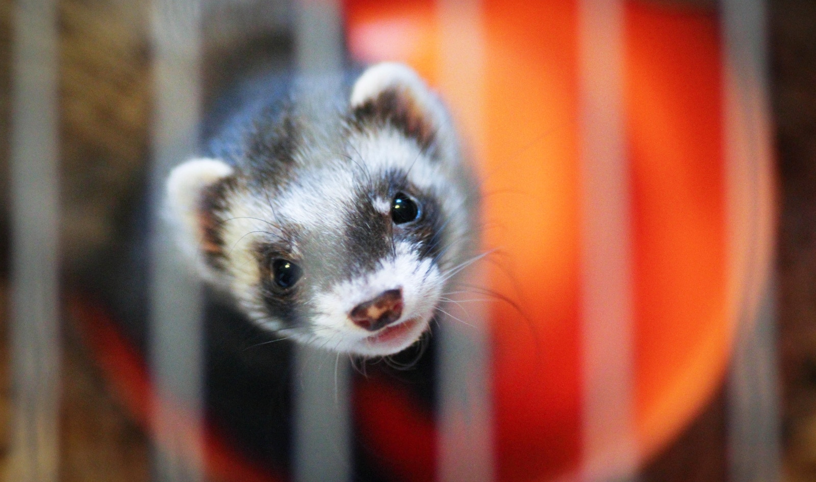 Sweden Suspends Mink Fur Farming to Stop Spread of COVID-19