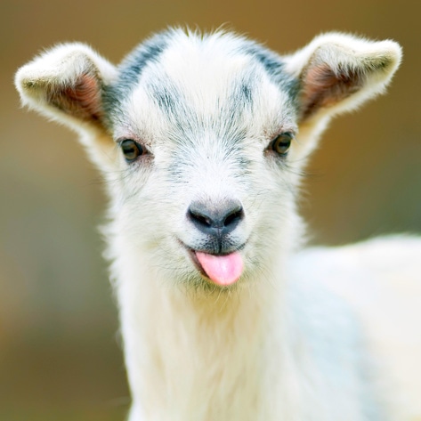 New Sanctuary Map Helps Connect Volunteers With Animal Sanctuaries in Need