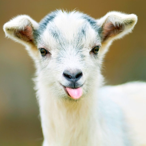 New Study Finds Goats Respond to Human Cues the Same Way Dogs Do