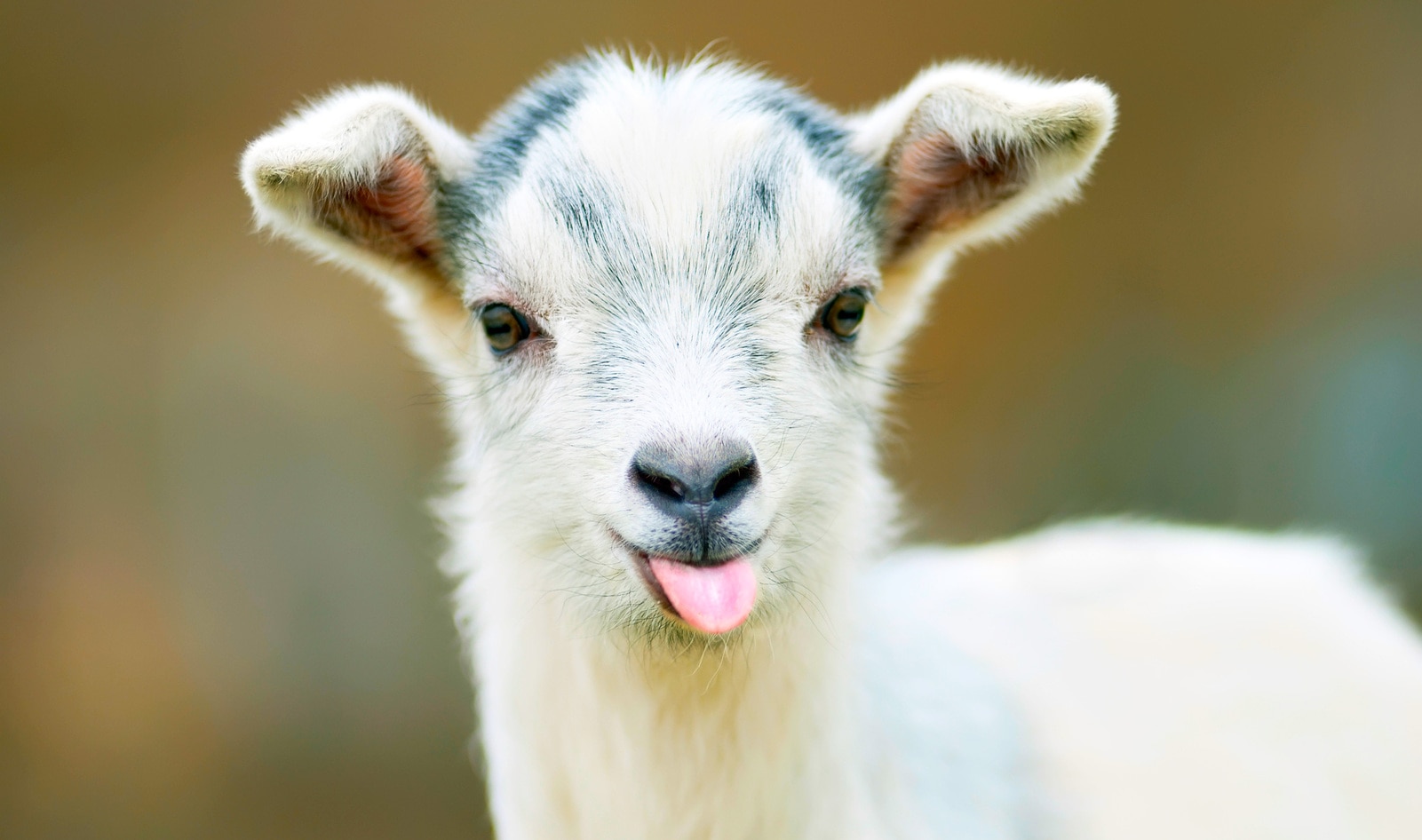 New Study Finds Goats Respond to Human Cues the Same Way Dogs Do | VegNews New Study Finds Goats Respond to Human Cues the Same Way Dogs Do | VegNews