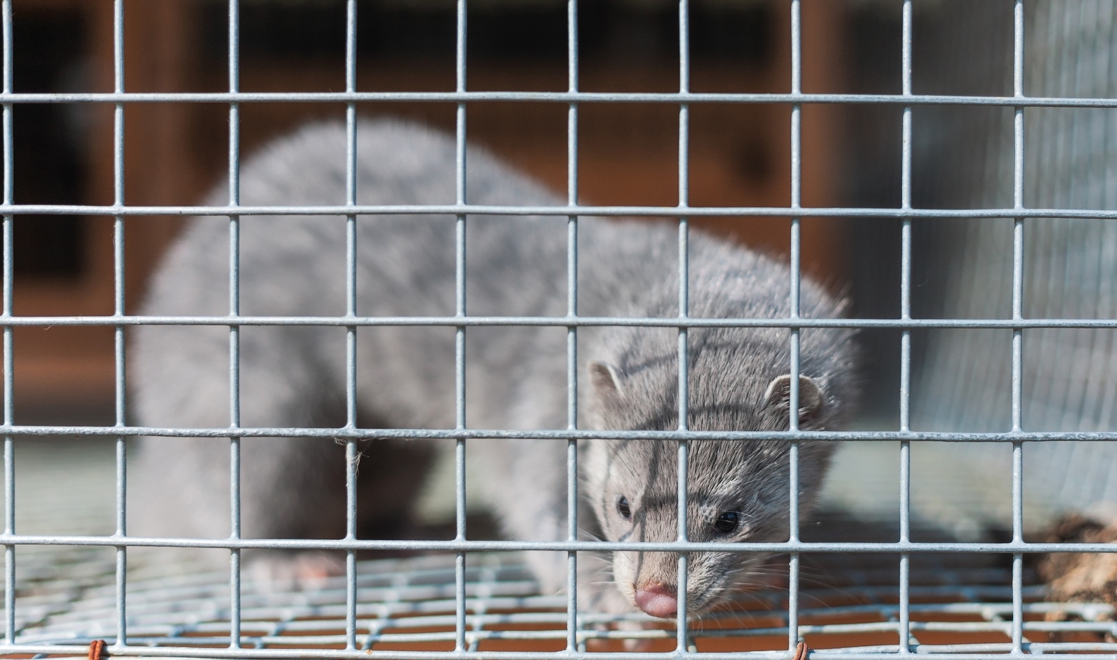 France Officially Bans Mink Fur Farming