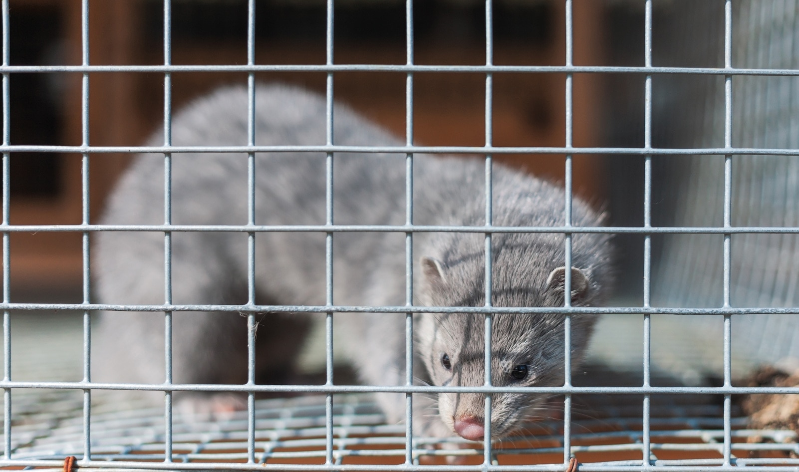 Mink Fur Farms May Have Infected Humans with COVID-19, Dutch Officials Report