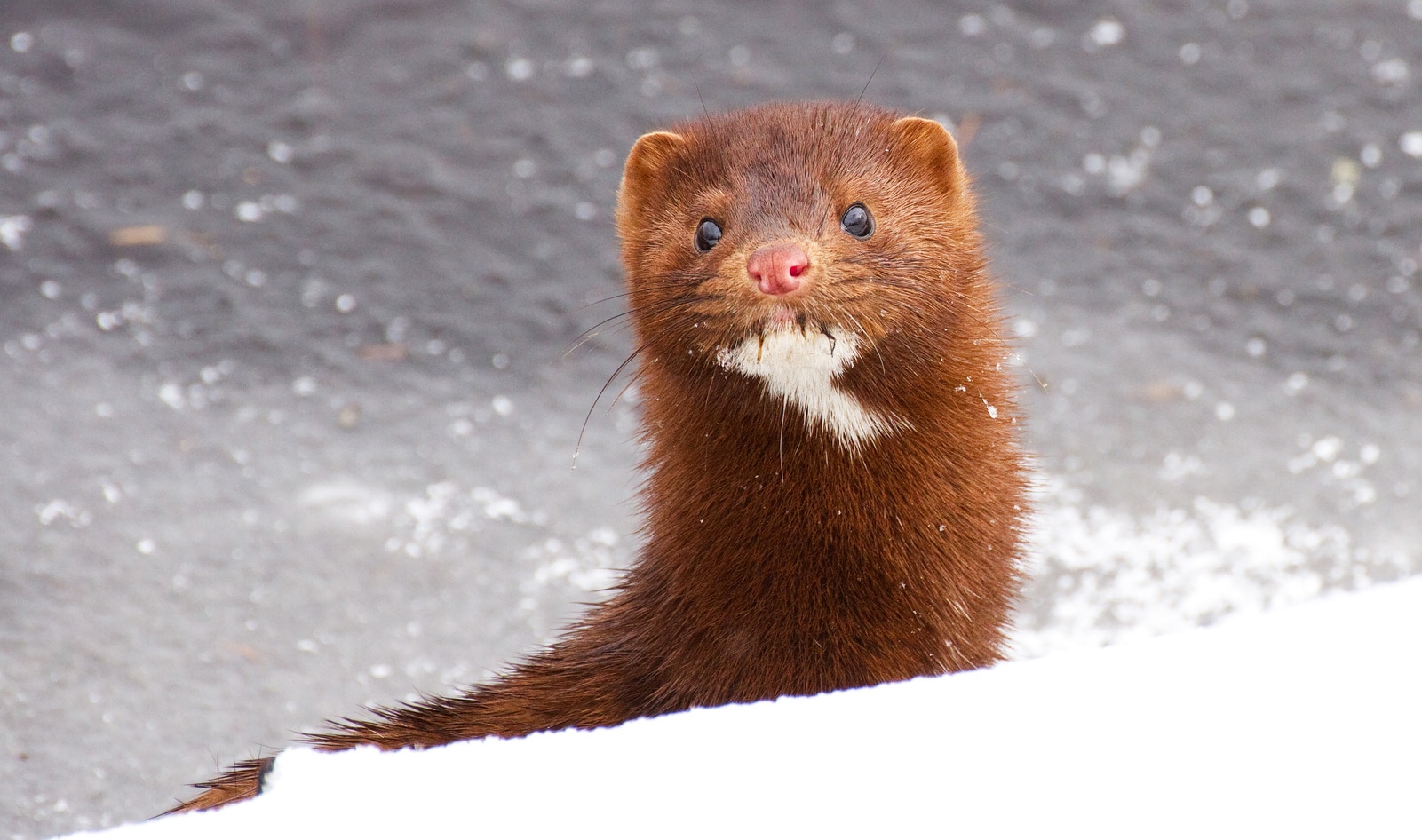 Dutch Government Is Now Killing Thousands of Minks to Stop Spread of COVID-19 to Humans
