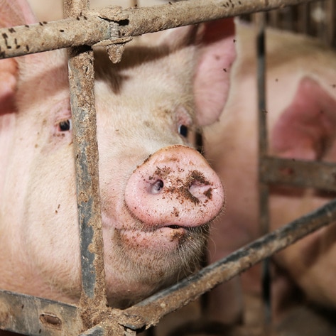 EU's Historic Ban: Factory Farm Cages to Be Phased Out for 300 Million Animals By 2027&nbsp;