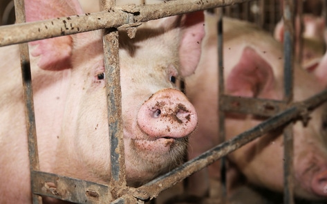 EU's Historic Ban: Factory Farm Cages to Be Phased Out for 300 Million Animals By 2027 