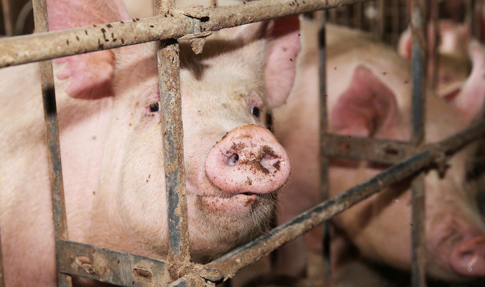 EU's Historic Ban: Factory Farm Cages to Be Phased Out for 300 Million Animals By 2027 | VegNews EU's Historic Ban: Factory Farm Cages to Be Phased Out for 300 Million Animals By 2027 | VegNews