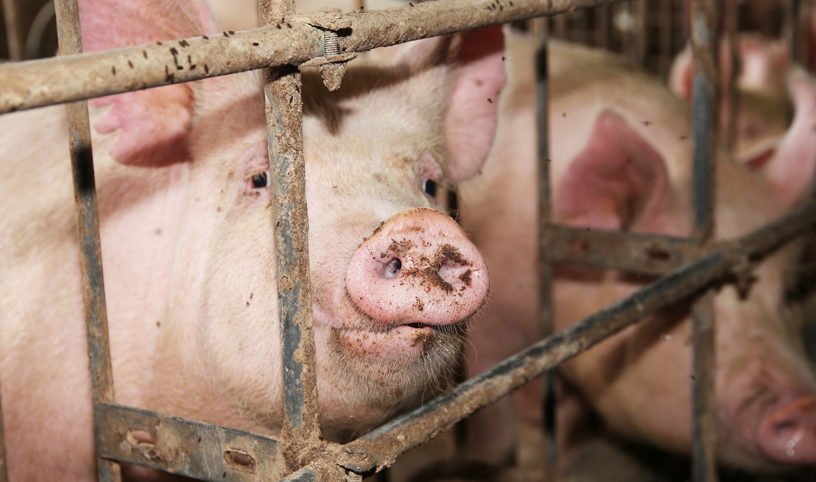 EU's Historic Ban: Factory Farm Cages to Be Phased Out for 300 Million Animals By 2027&nbsp;
