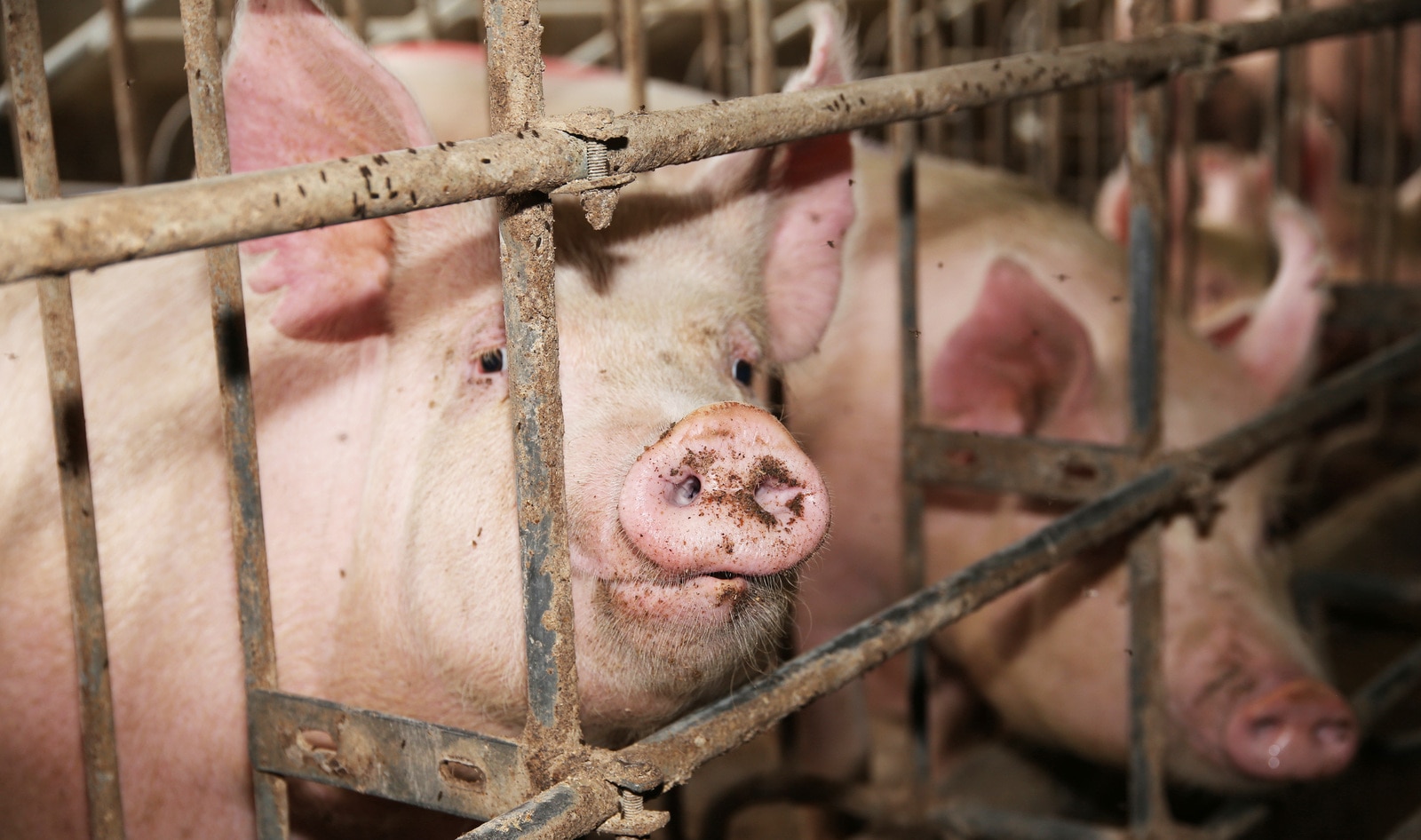 New Scientific Paper Pushes to Shut Down All Factory Farms to Stop the Spread of Diseases Like COVID-19 | VegNews New Scientific Paper Pushes to Shut Down All Factory Farms to Stop the Spread of Diseases Like COVID-19 | VegNews
