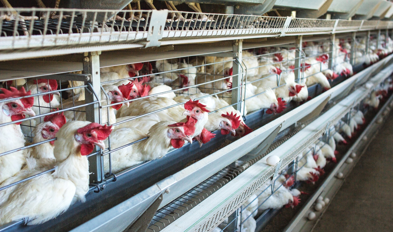 New Campaign Urges UK Government to Ban Factory Farming to Prevent the Next Pandemic
