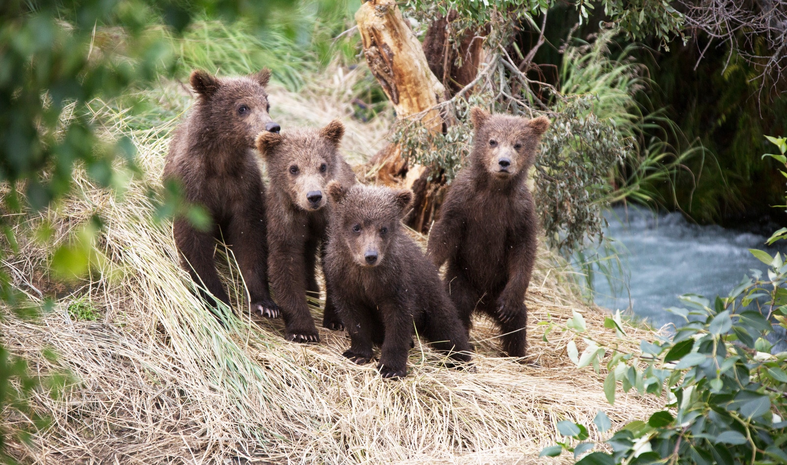 Trump Administration Reverses Ban on Killing Hibernating Bear Cubs and Wolf Pups in Alaska