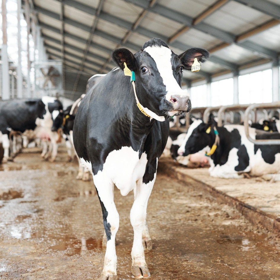 World’s Top 13 Dairy Farms Produce as Much Greenhouse Gas Emissions as All of the UK