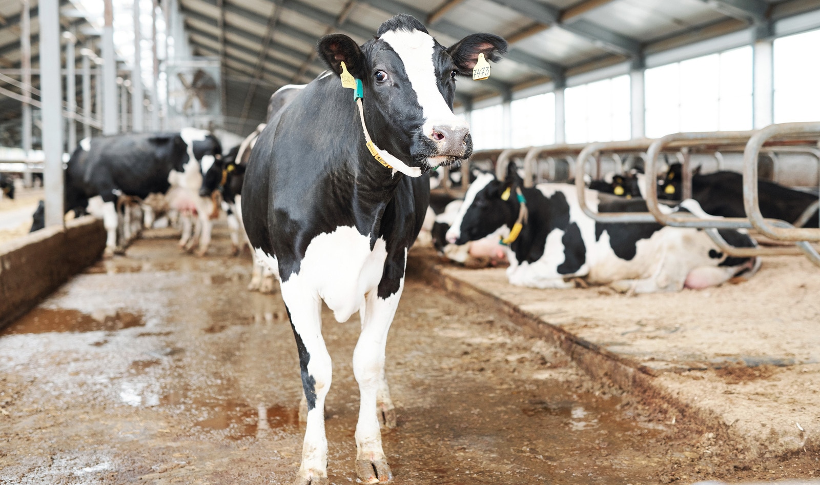 World’s Top 13 Dairy Farms Produce as Much Greenhouse Gas Emissions as All of the UK