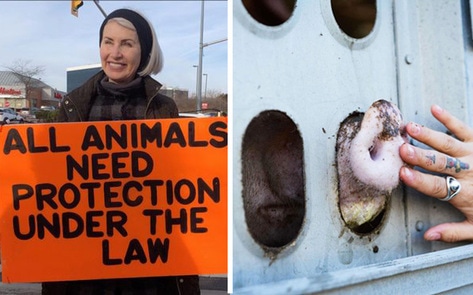 Animal-Rights Activist Killed by Slaughterhouse Truck at Pig Vigil in Canada
