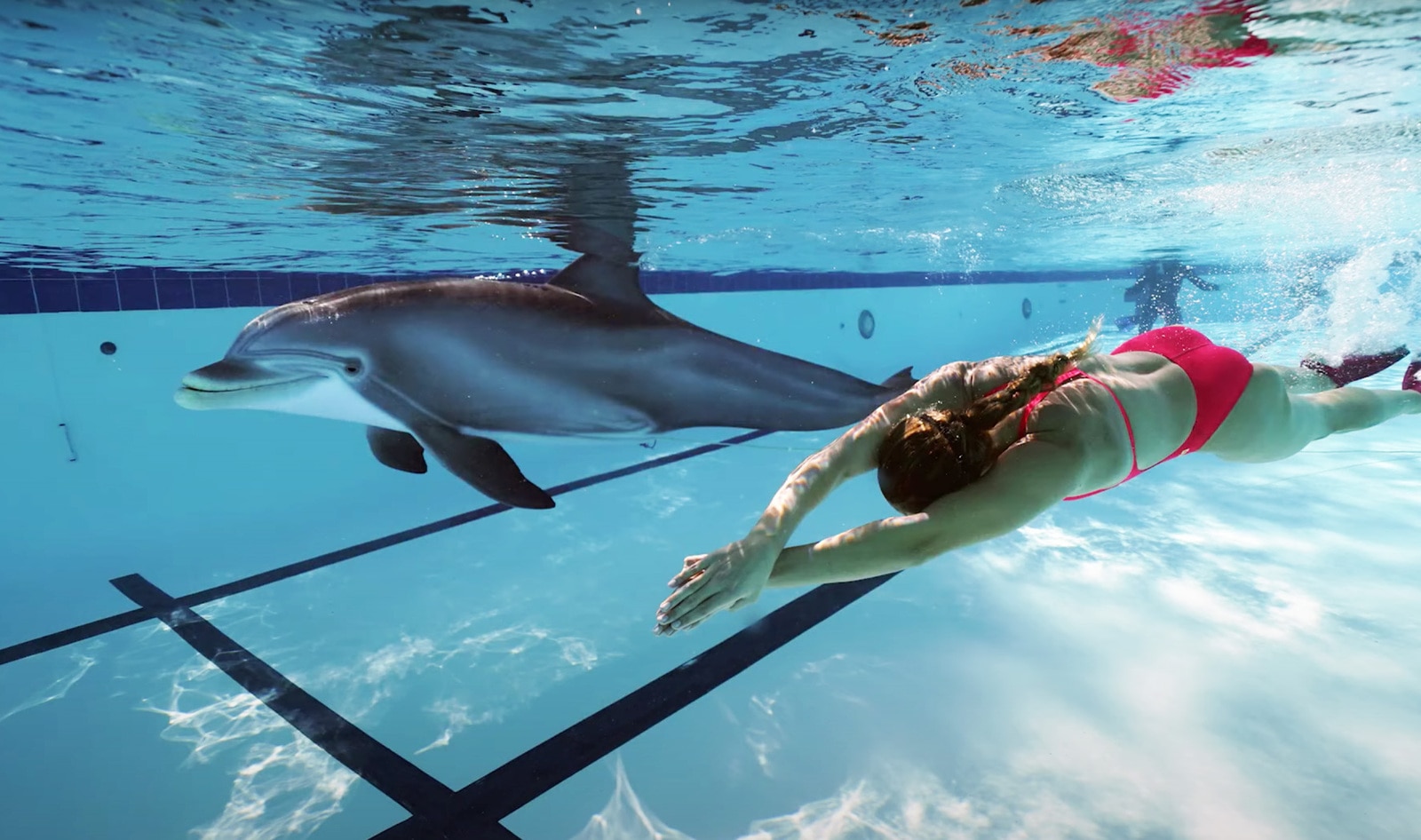 California Inventors Create Animatronic Dolphin for Marine Parks