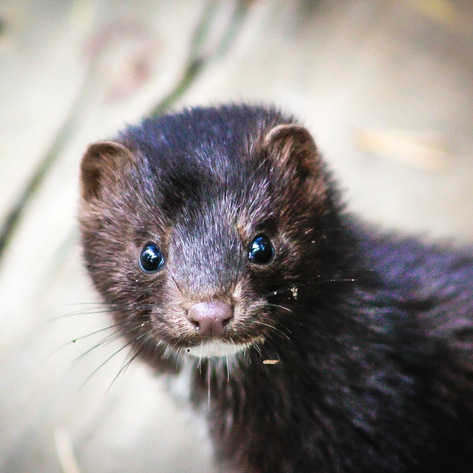 Dutch Parliament Votes to Shut Down Remaining 128 Mink Fur Farms to Stop Spread of COVID-19&nbsp;