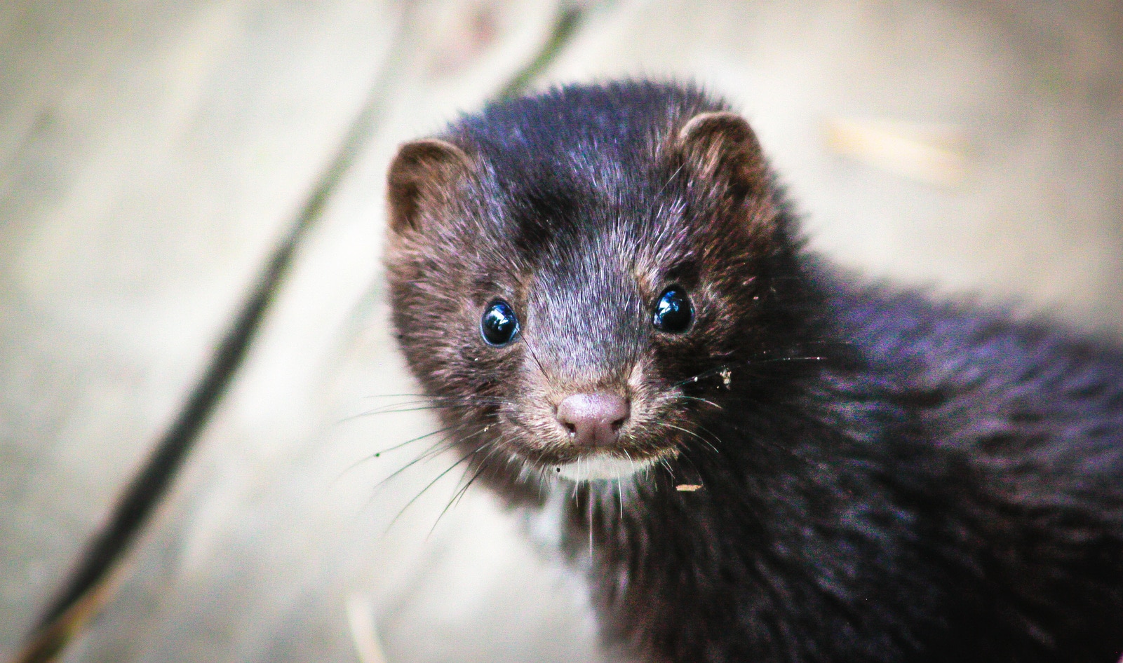 Dutch Parliament Votes to Shut Down Remaining 128 Mink Fur Farms to Stop Spread of COVID-19&nbsp;