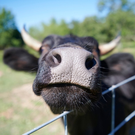 You Can Now Tour 10 Animal Sanctuaries in One Day