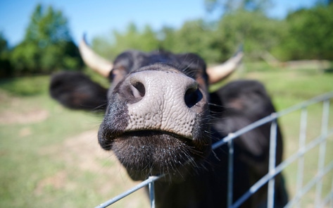 You Can Now Tour 10 Animal Sanctuaries in One Day