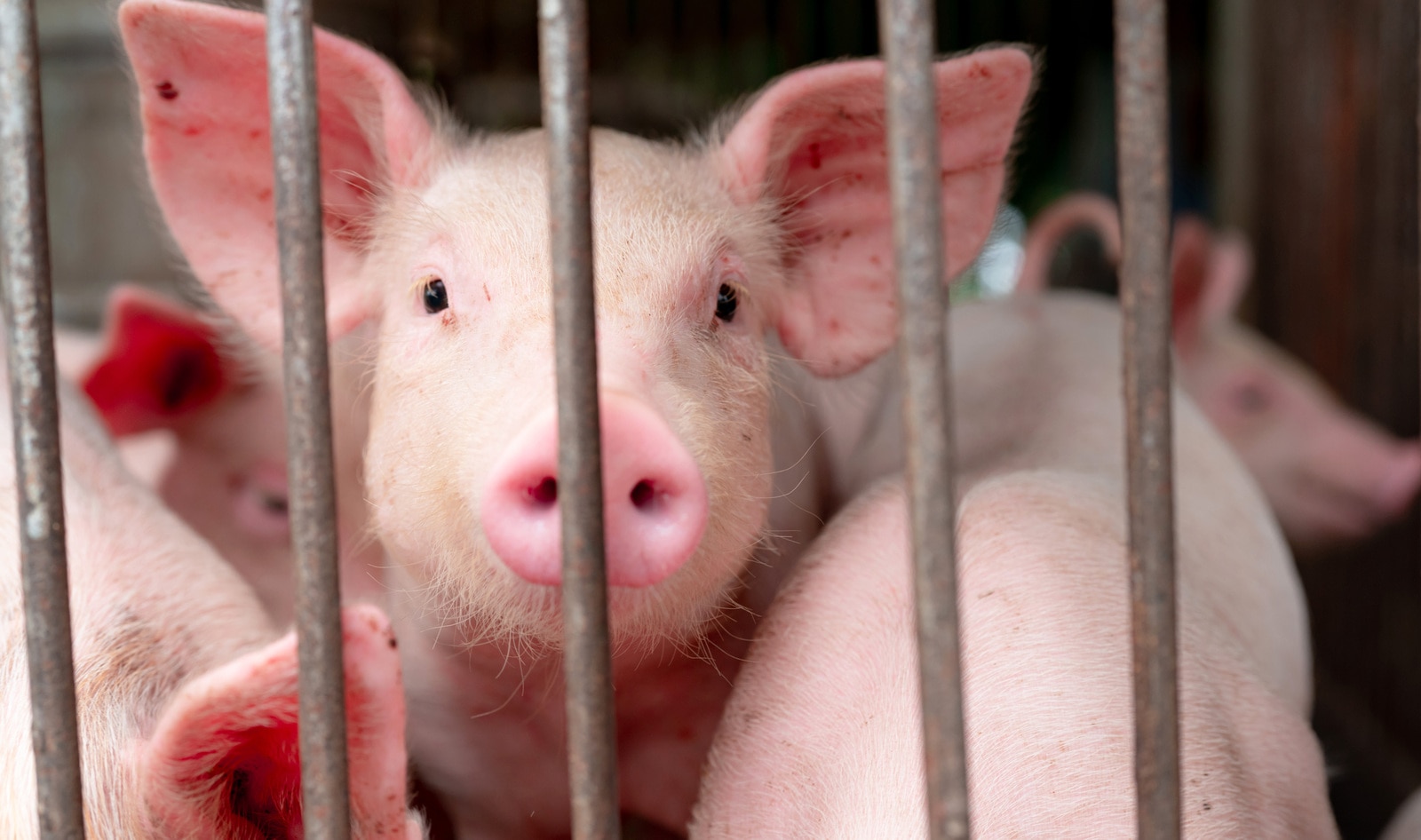 New Flu Strain With Pandemic Potential Found on Pig Farms in China