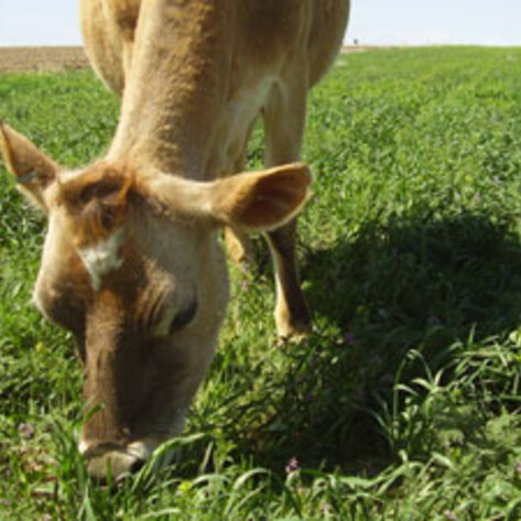 Animal Feed Causes Smog