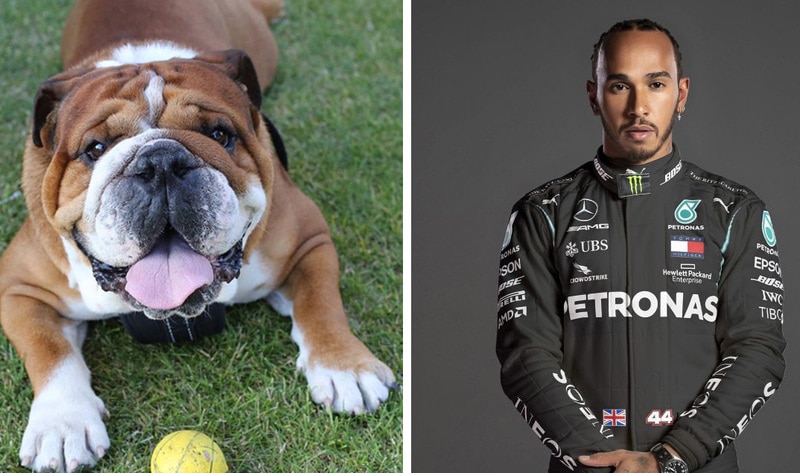 Lewis Hamilton’s Dog Is Now Vegan and “Super Happy” | VegNews