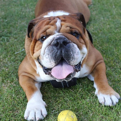 Lewis Hamilton’s Dog Is Now Vegan and “Super Happy” 