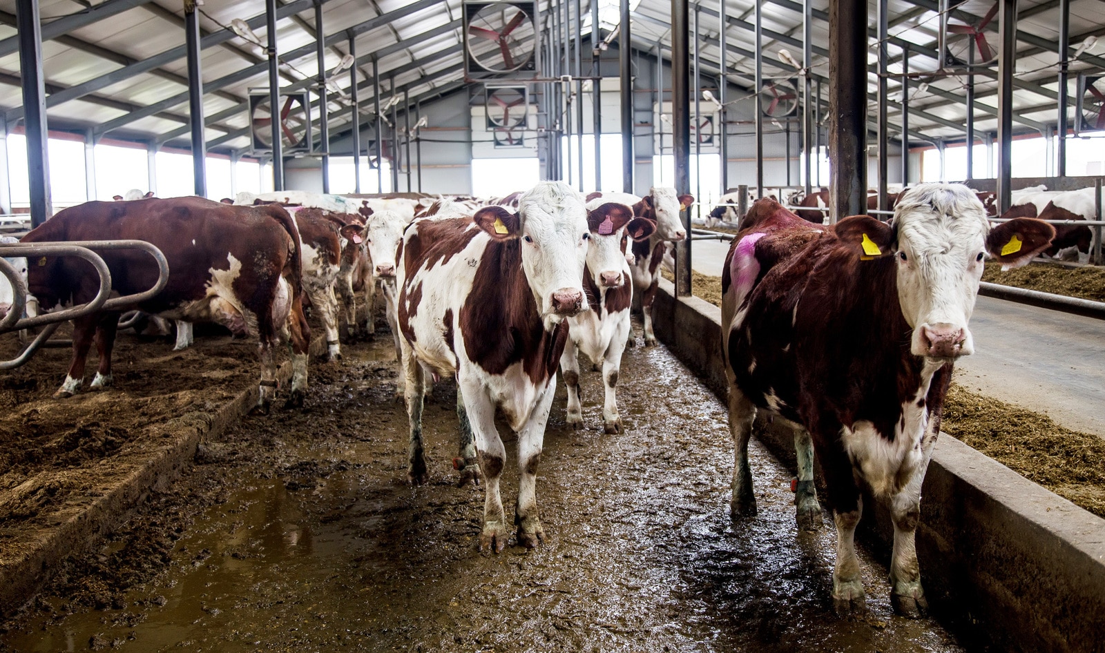 Report: Factory Farming Is the “Single Most Risky Behavior” for Future Pandemics&nbsp;