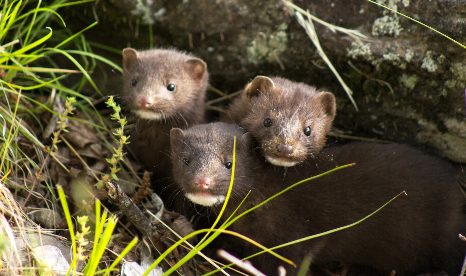 One Million Mink Killed to Stop Spread of COVID-19 on Dutch Fur Farms&nbsp;