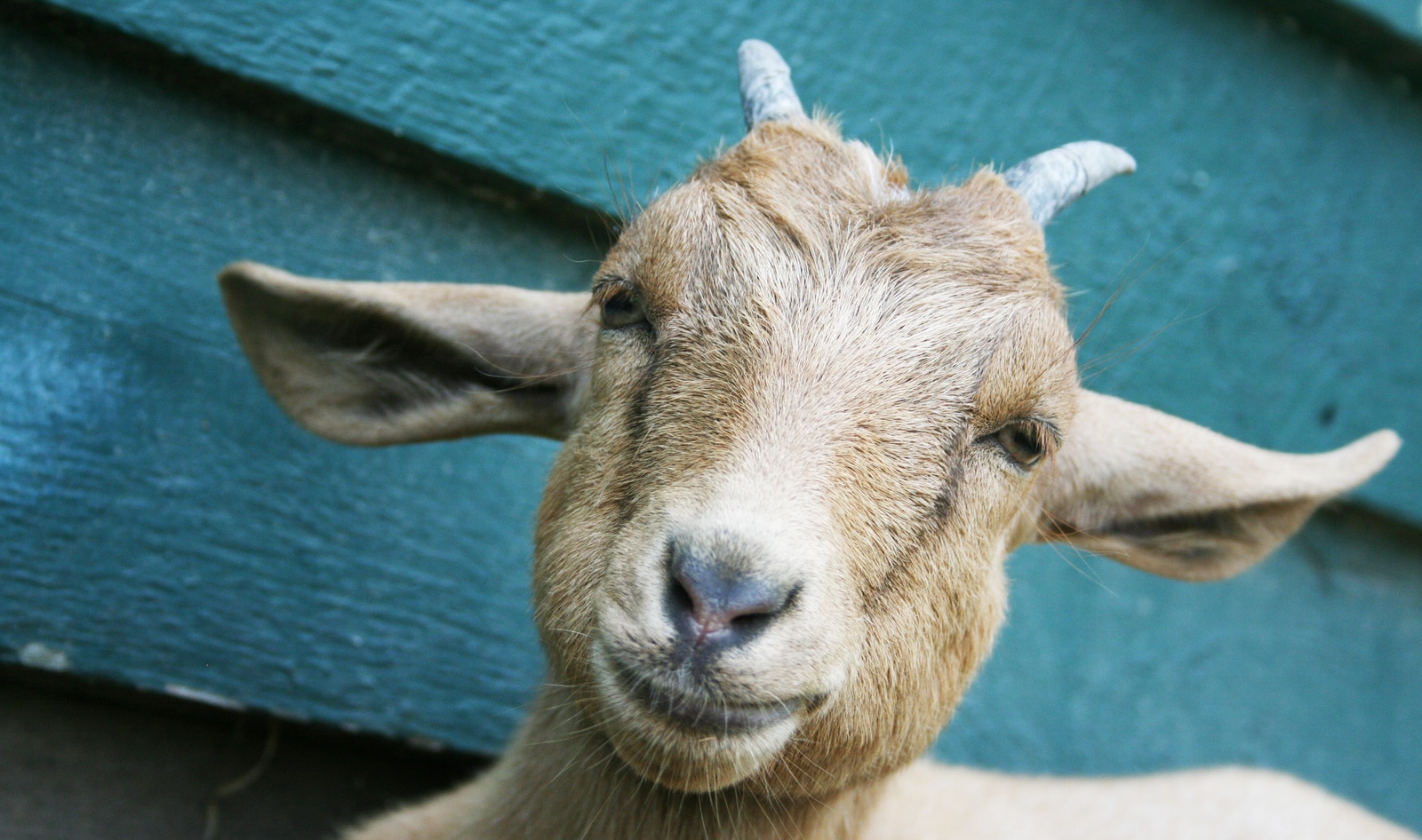 VegNews.CatskillGoat1