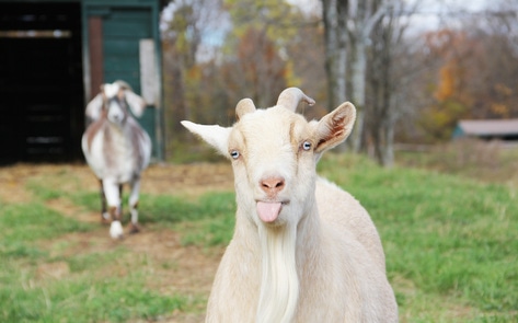 New York Animal Sanctuary to Host “The Goat Games 2020”