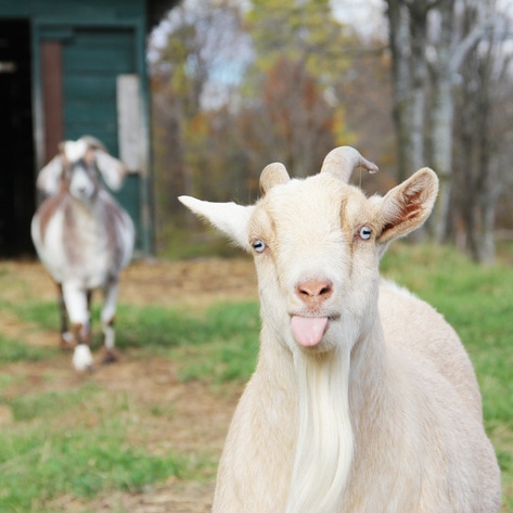 New York Animal Sanctuary to Host “The Goat Games 2020”