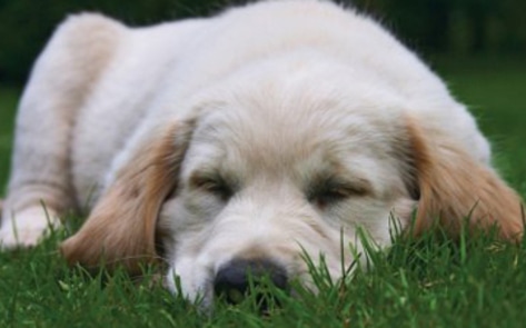 Record Number of Pet Stores Against Puppy Mills