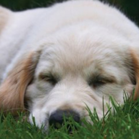 pup