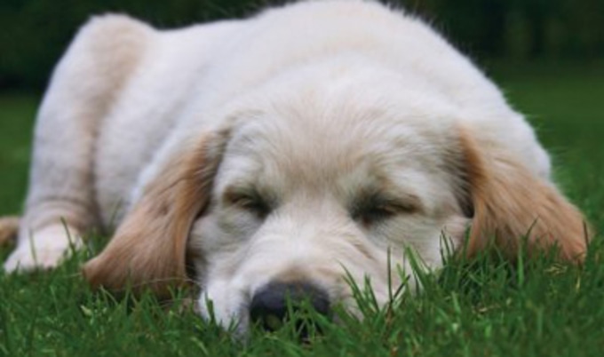 pup
