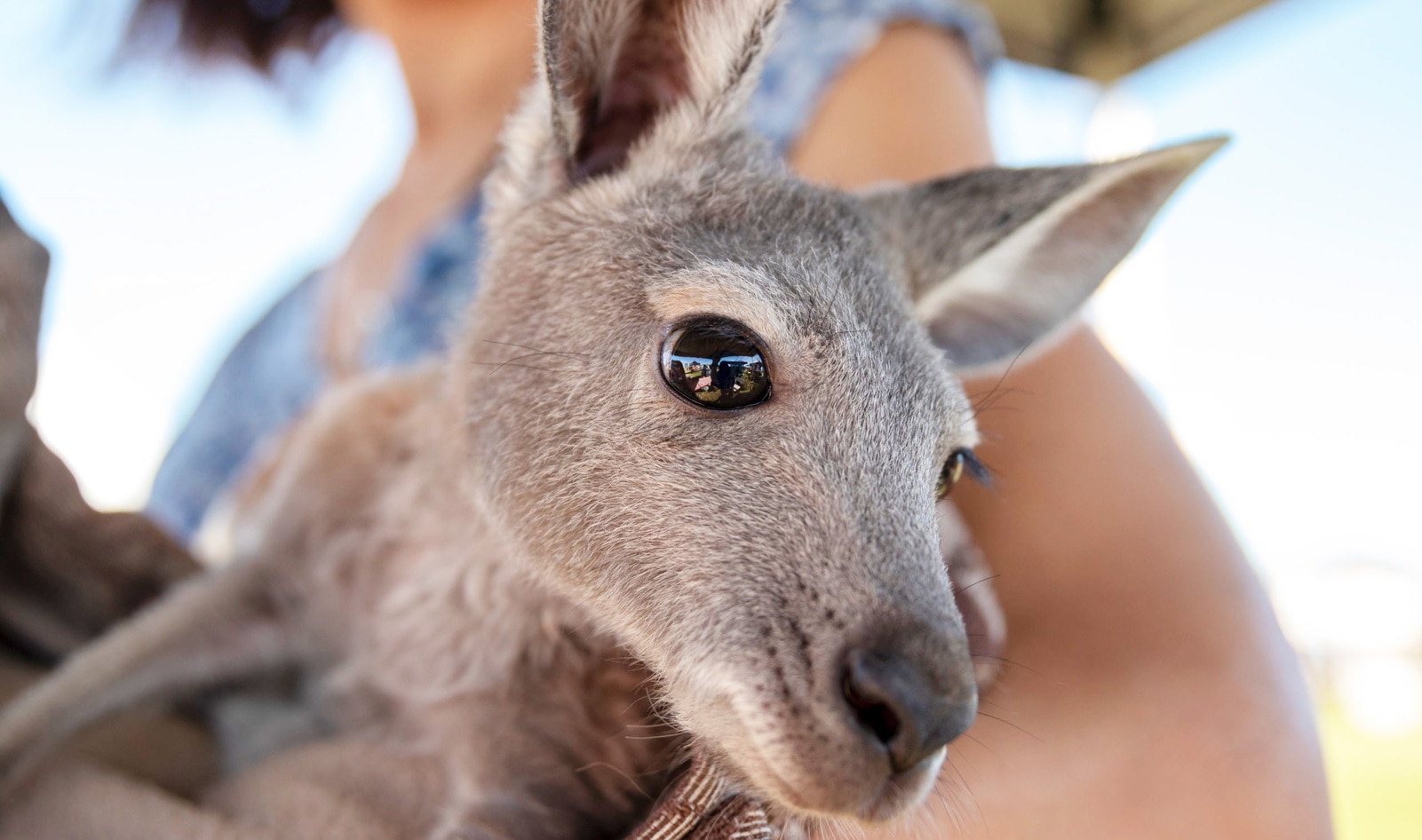 Nike, Dick's Sporting Goods, and Retailers Exposed for Illegally Selling Kangaroo Skins in California |