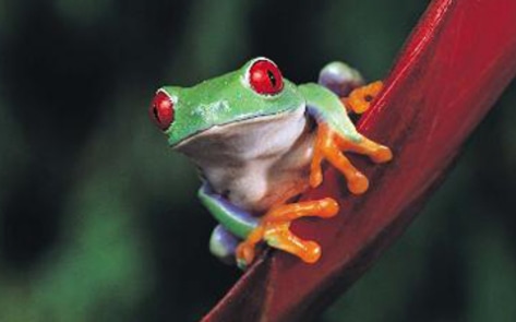 Gary Danko Nixes Frog Legs