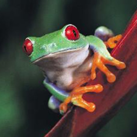 Gary Danko Nixes Frog Legs