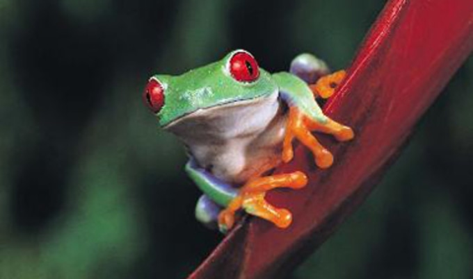 frogs