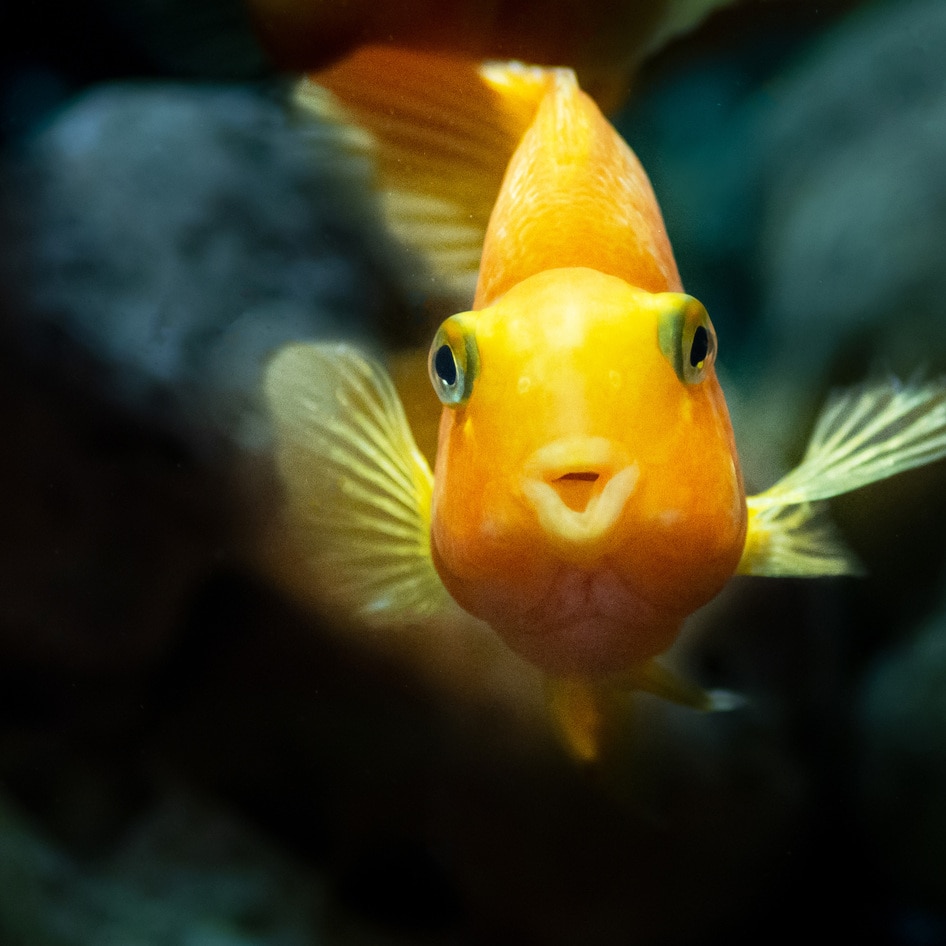 8 Ways to Help the Planet’s Most Abused Animals on Respect for Fish Day