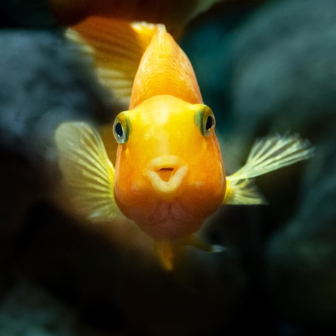 250 Groups Unite to Launch the First-Ever Respect for Fish Day 