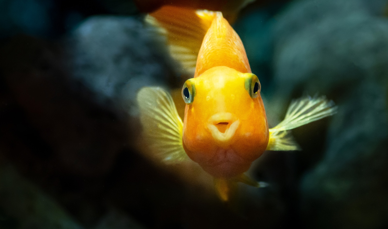 8 Ways to Help the Planet’s Most Abused Animals on Respect for Fish Day