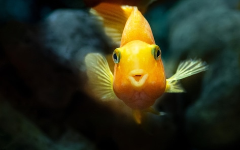 250 Groups Unite to Launch the First-Ever Respect for Fish Day 