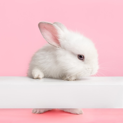 900 Companies Now Support a Federal Ban on Cosmetic Animal Testing&nbsp;&nbsp;