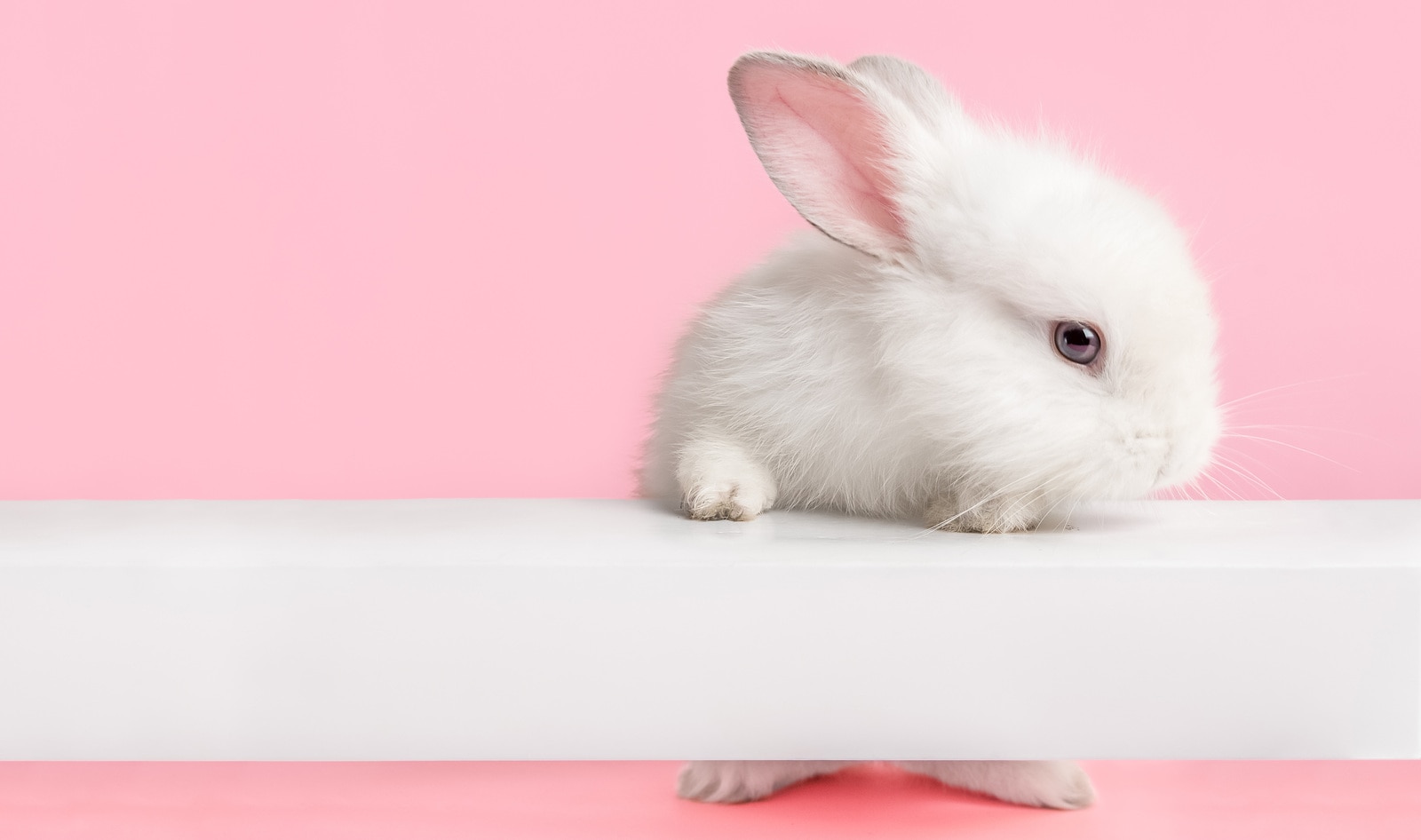 900 Companies Now Support a Federal Ban on Cosmetic Animal Testing | VegNews 900 Companies Now Support a Federal Ban on Cosmetic Animal Testing | VegNews