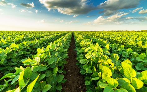 Danish Researchers Raise $9 Million to Develop a New Vegan Protein That's Better for the Planet 