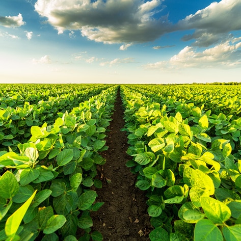 Danish Researchers Raise $9 Million to Develop a New Vegan Protein That's Better for the Planet 
