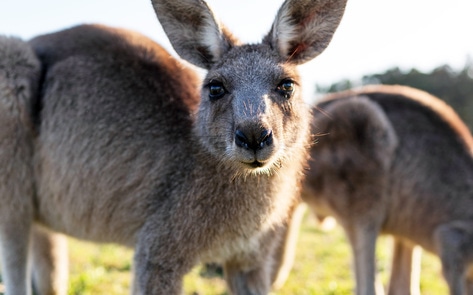 Prada Ditches Kangaroo Leather