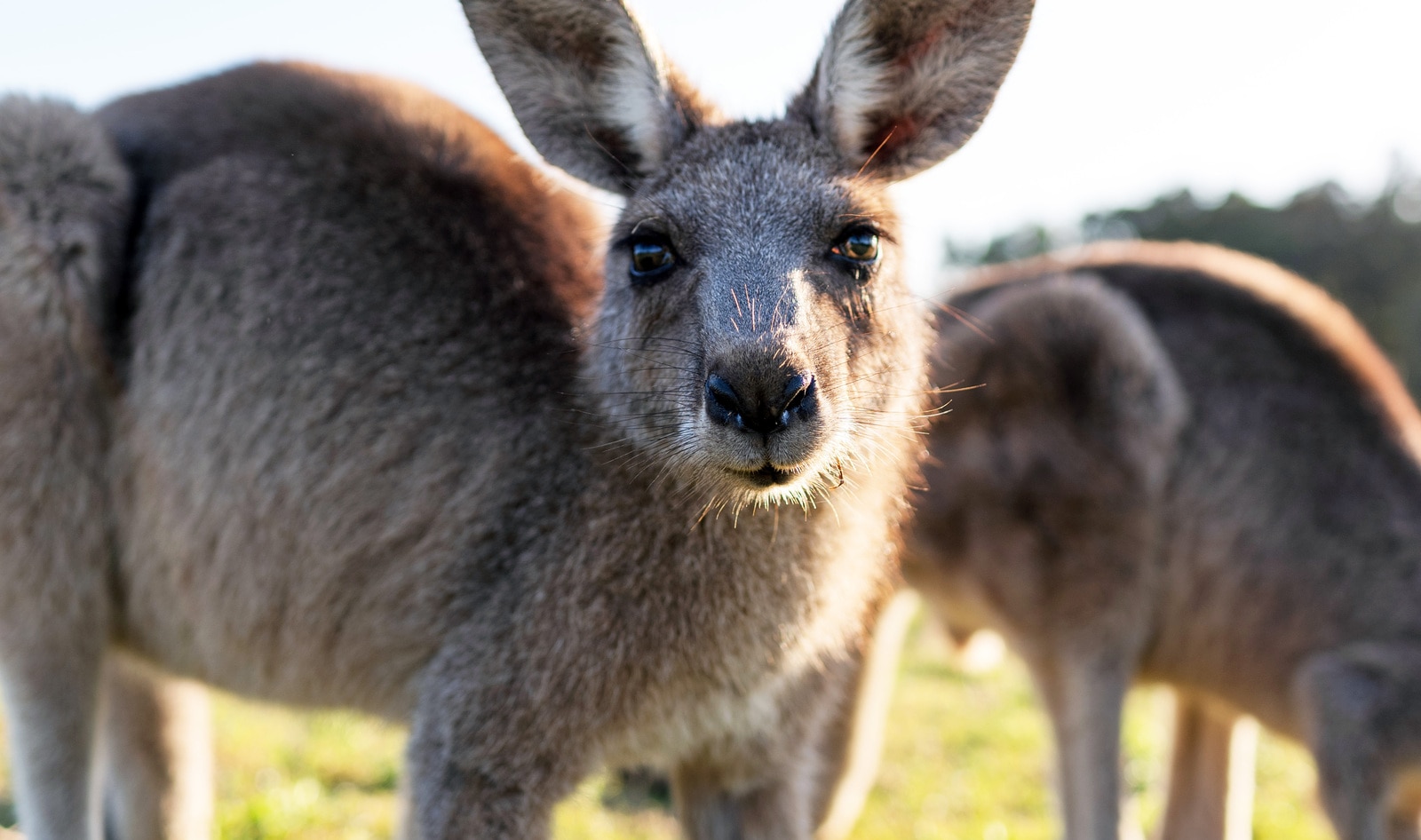 Prada Ditches Kangaroo Leather | VegNews