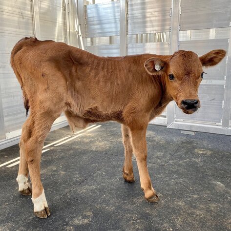 Animal Sanctuary Rescues Calf from Slaughter, Names Him After Late Civil Rights Legend John Lewis